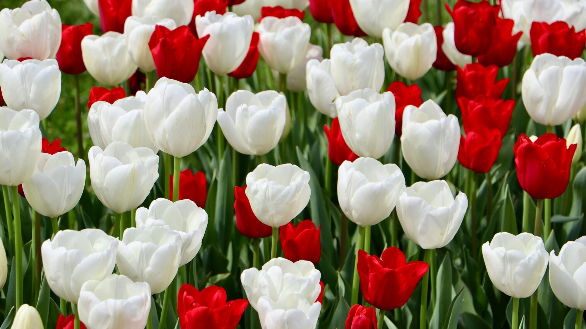 a field full of white and red tulips